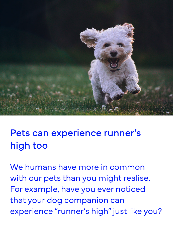 Pet's can experience runner's high too